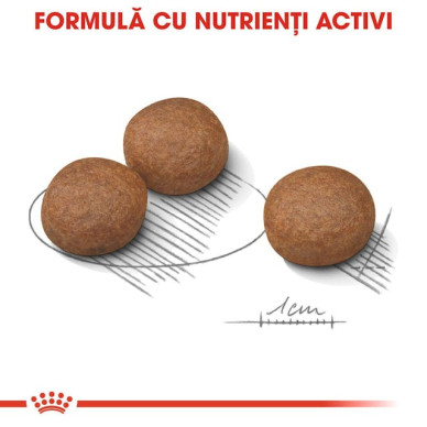 Royal Canin Medium Digestive Care – Hrană Uscată pentru Câini de Talie Medie cu Digestie Sensibilă – 12 kg